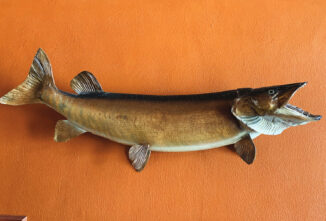 Musky Fishing with Dad